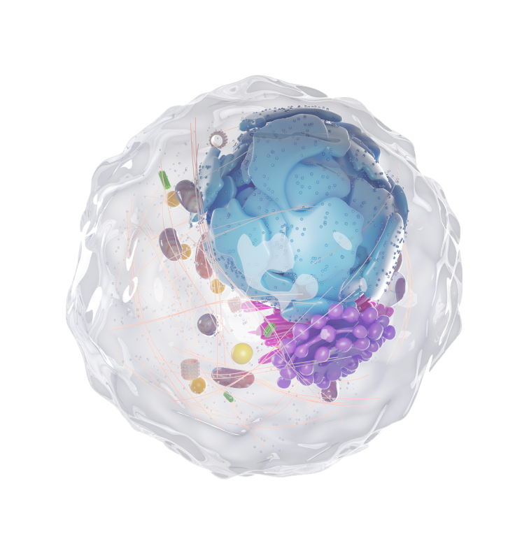 illustration of human cell