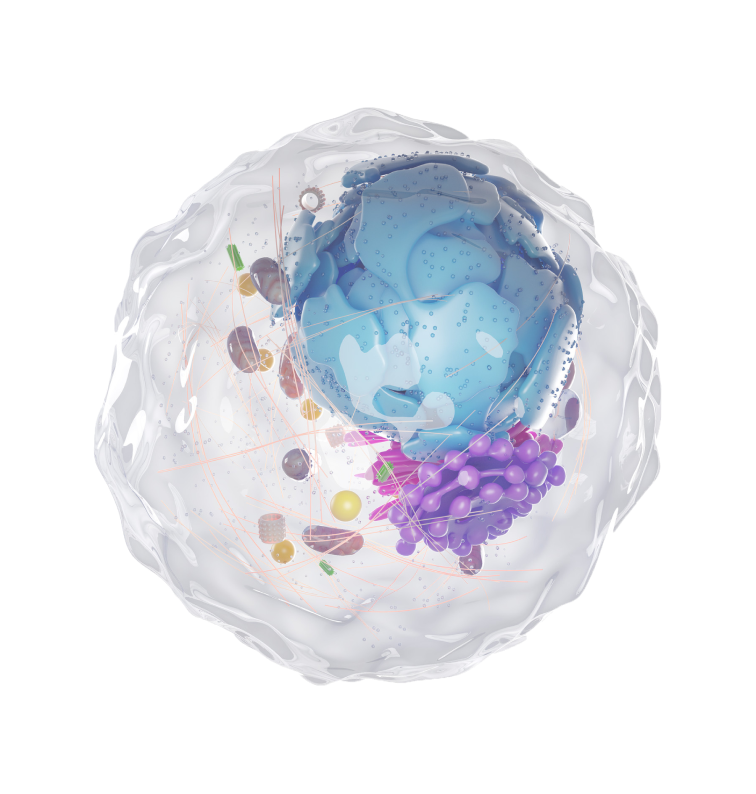 center-on-mobile illustration of human cell