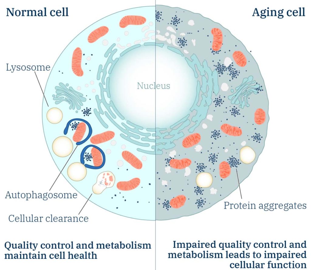 Illustration of quality control in a normal cell and an aging cell
