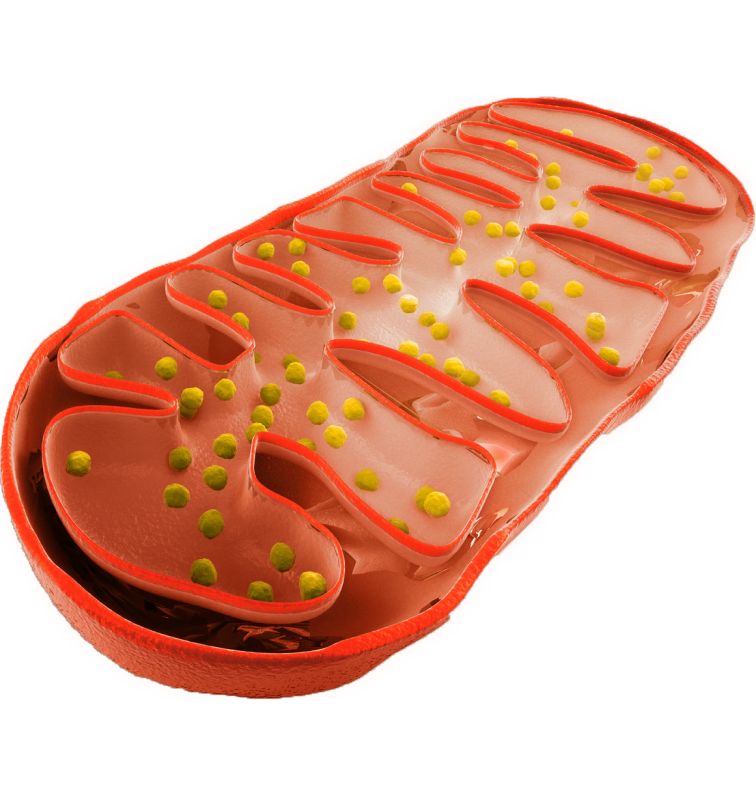 picture of mitochondria