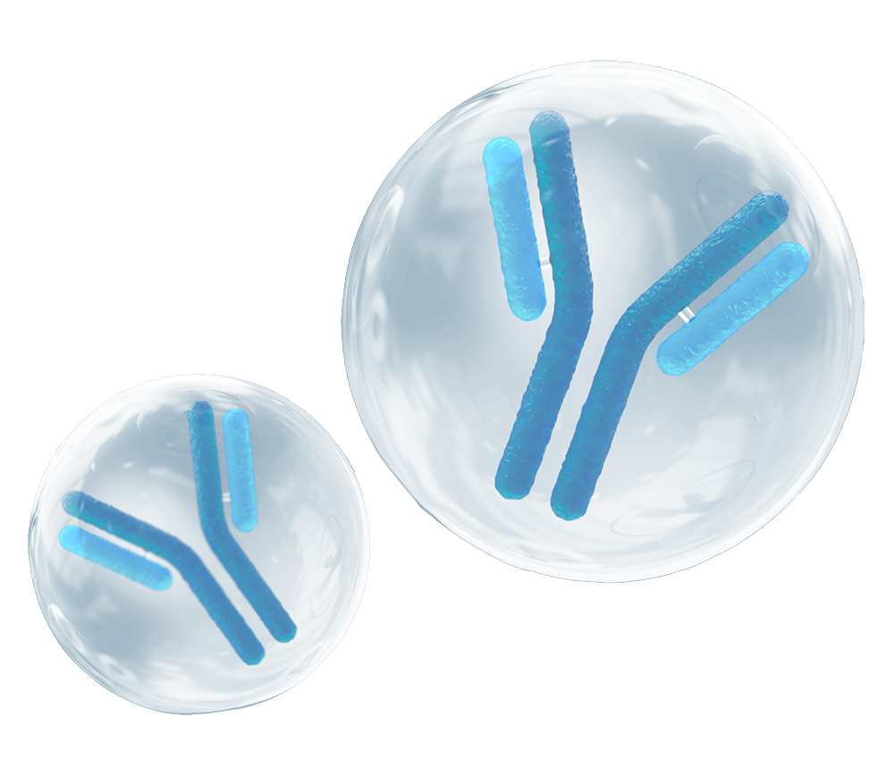 illustration of two antibodies inside lysosomes