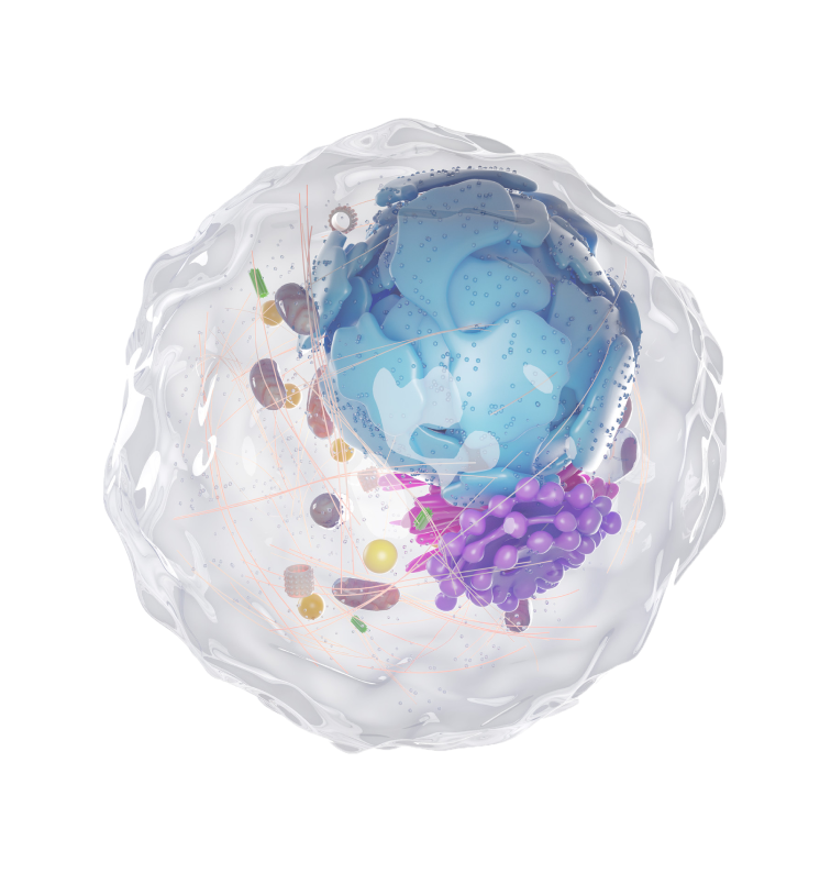 illustration of human cell